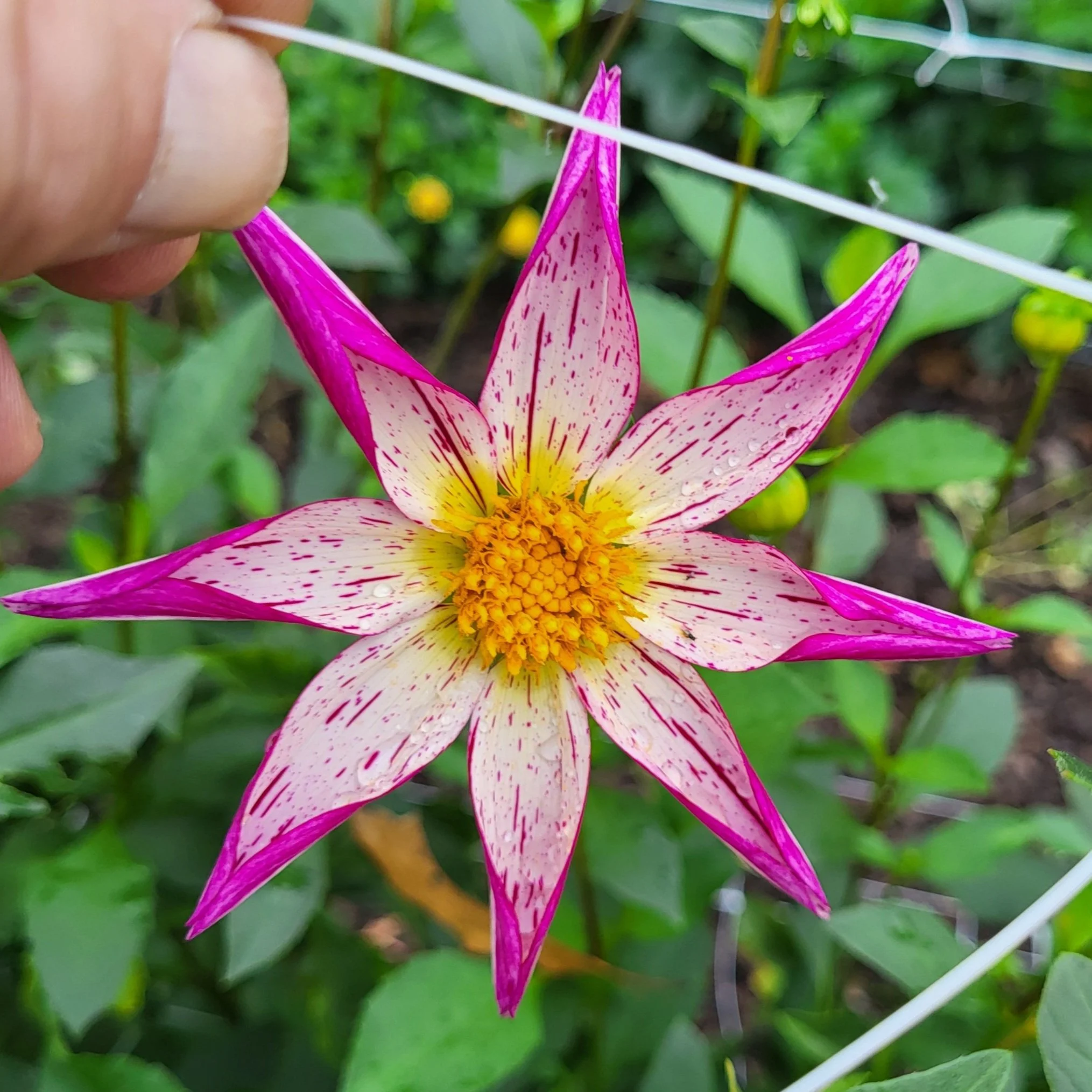 クラッシュ9 ダリア　DAHLIA DRT KLASH9 Low DAHLIA クラッシュ9 ダリア｜Yahoo!フリマ（旧PayPay